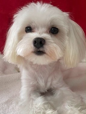 Perro Bichón Maltés Macho Blanco Hugo