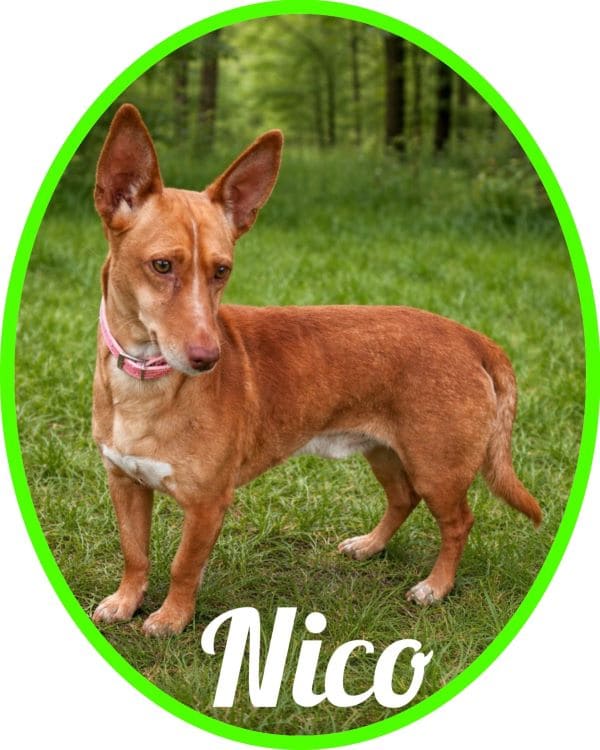 Adopcion_Nico