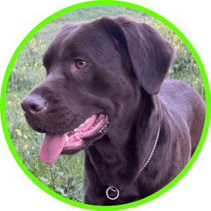 Perro Labrador Hembra