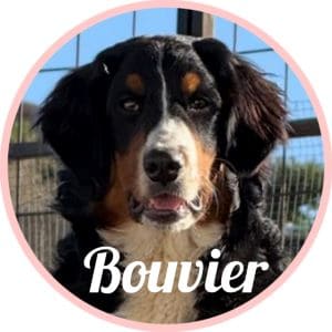 Bouvier