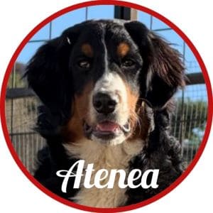 Bouvier de Berna_Atenea