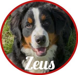 Bouvier de Berna_Zeus