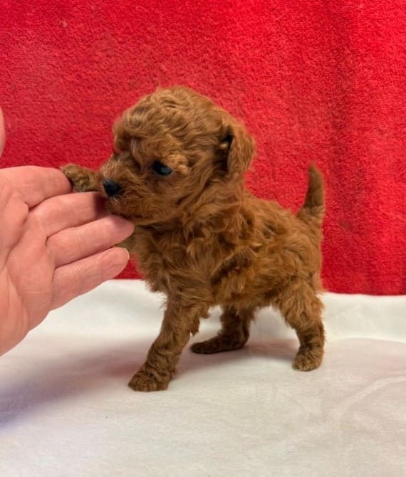 Caniche Tiny C