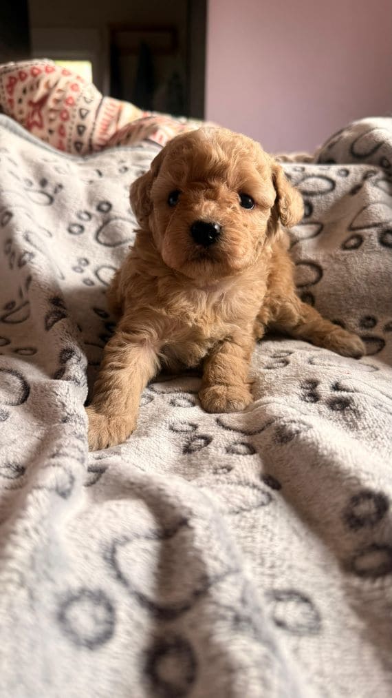 Caniche Baloo E
