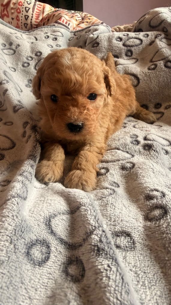 Caniche Baloo G