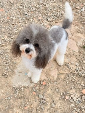 Bandido De Logroño