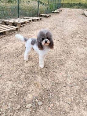 Bandido De Logroño