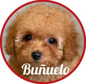 Caniche_Buñuelo