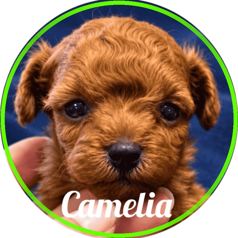 caniche Camelia