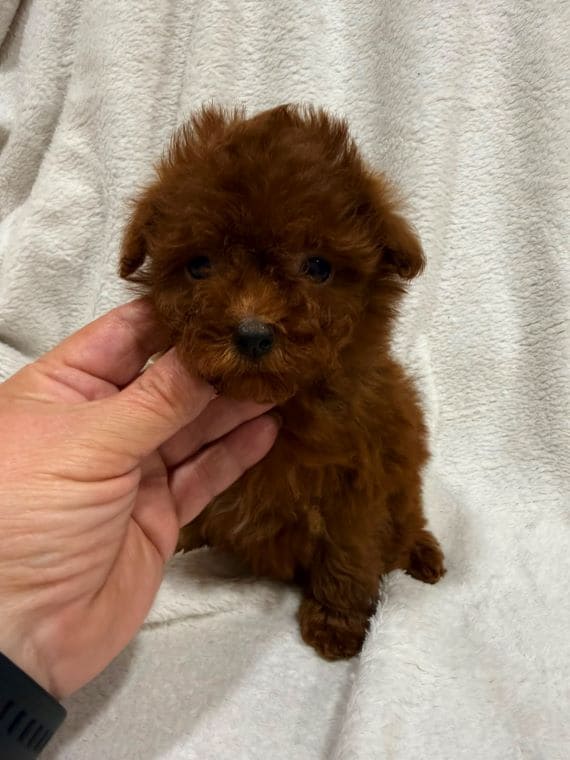 Caniche Diminuta A