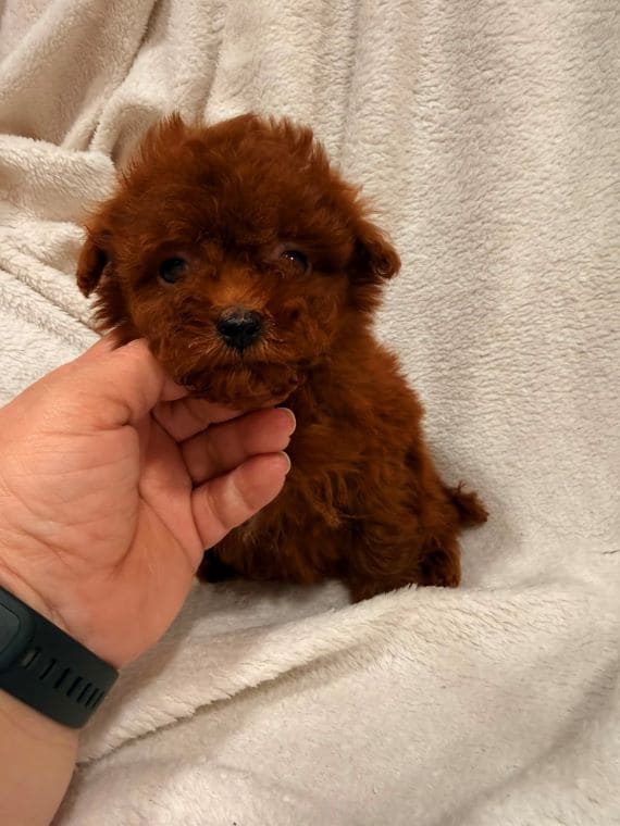 Caniche Diminuta  C