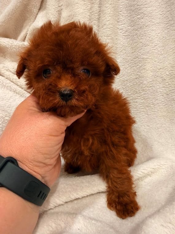 Caniche Diminuta  D