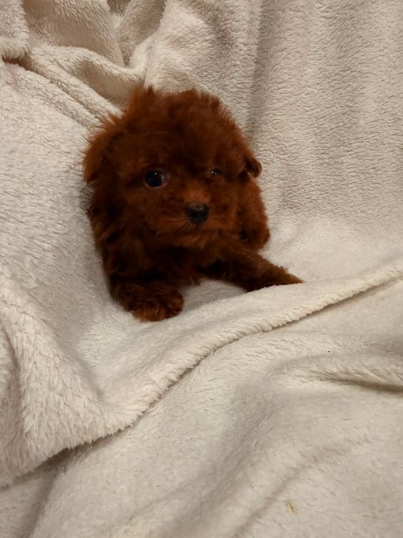 Caniche Diminuta  E