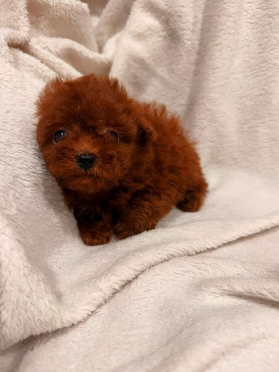 Caniche Diminuta F