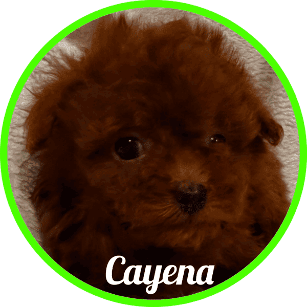 Caniche Cayena