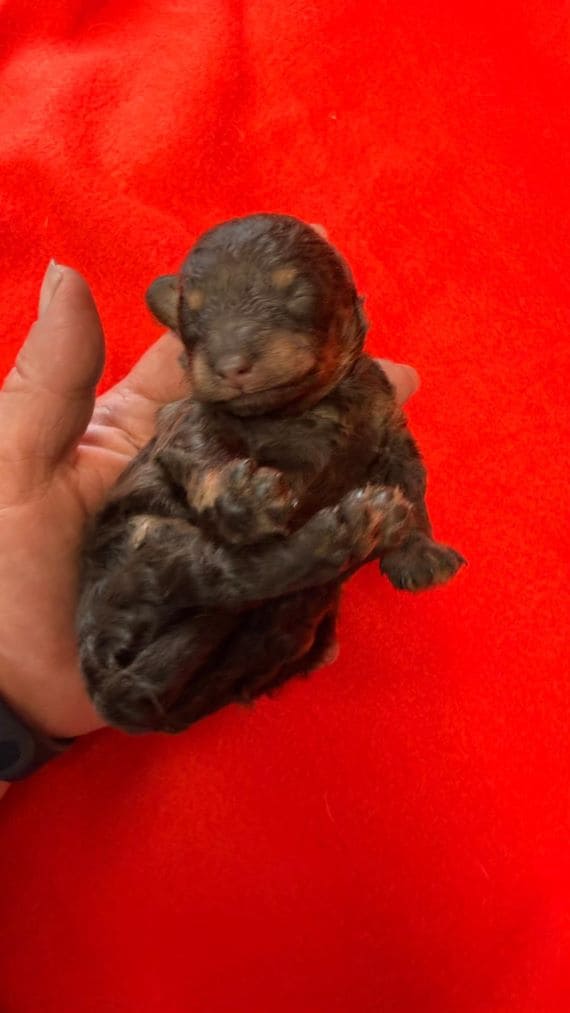 Caniche Choco A