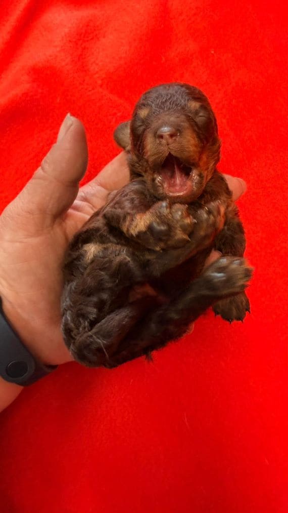 Caniche choco C