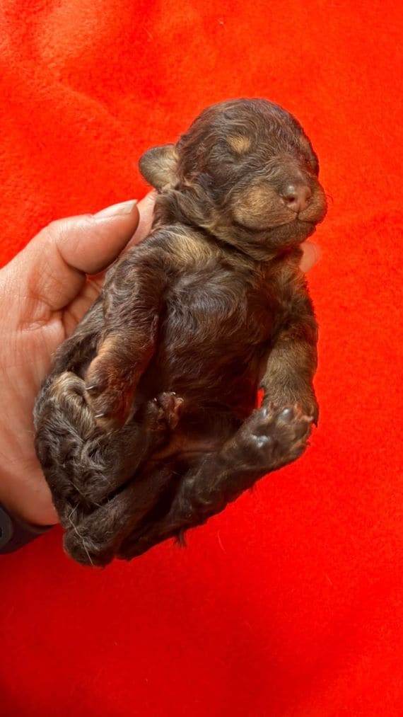 Caniche Choco E