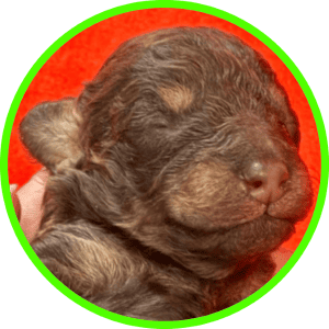 Caniche Sable