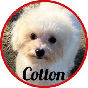 Caniche_Cotton