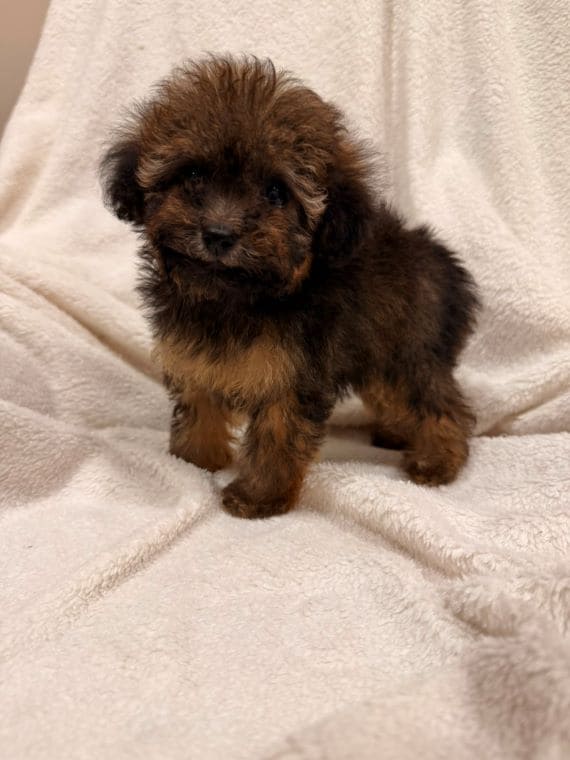 Caniche Diminuta  C