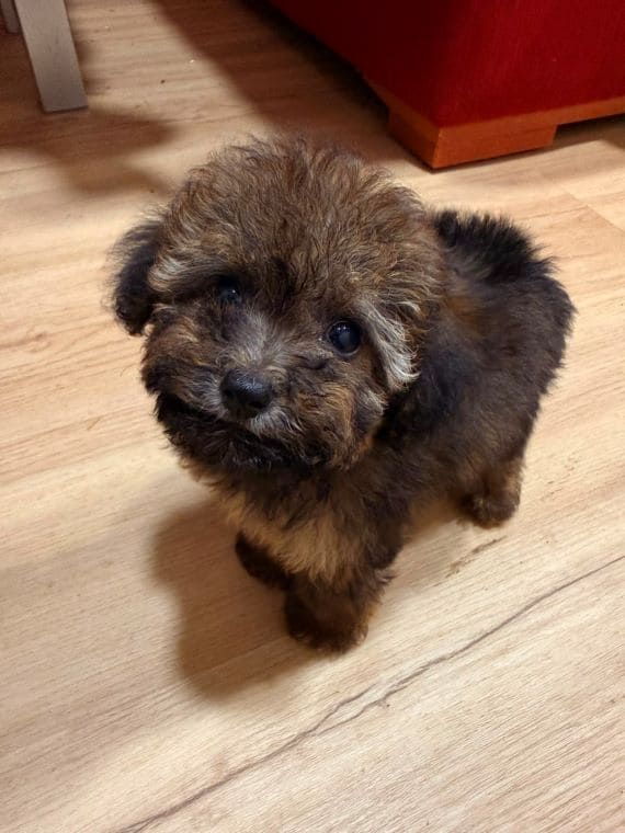 Caniche Diminuta  E