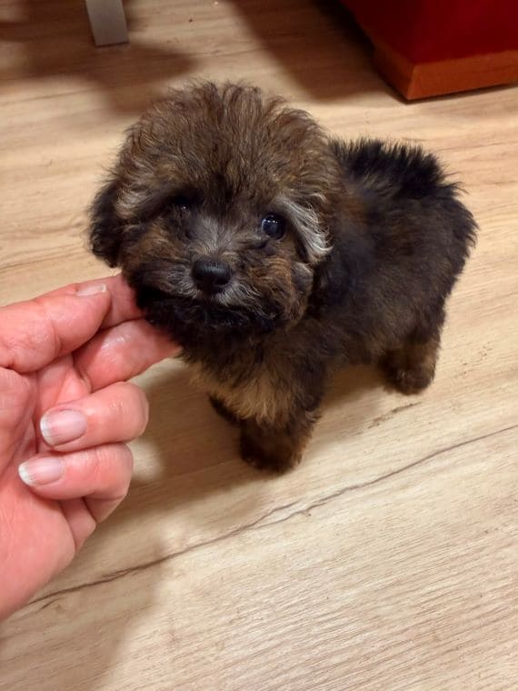 Caniche Diminuta A