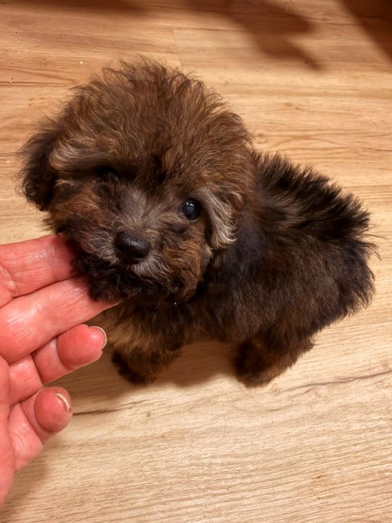 Caniche Diminuta A