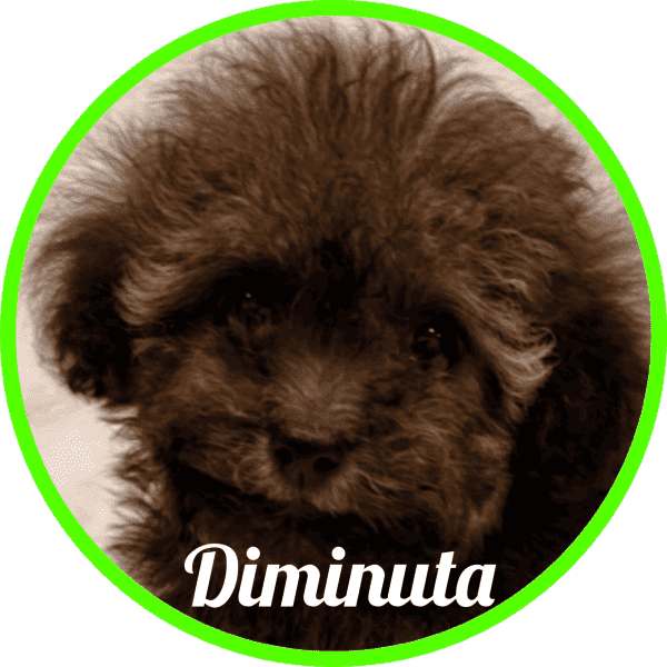 Caniche Diminuta