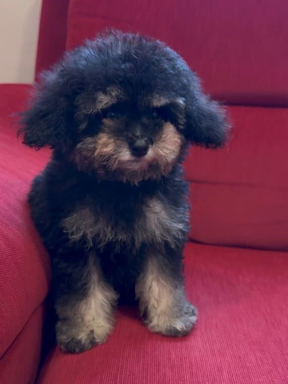 Caniche Diminuto A