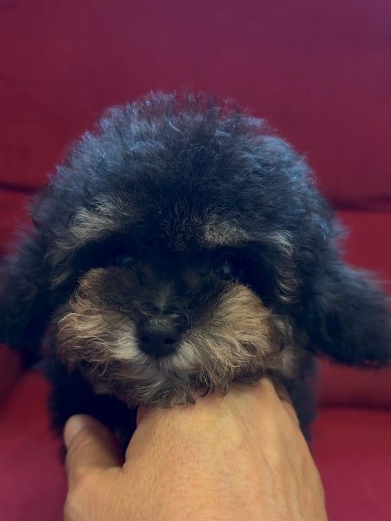 Caniche Diminuto B