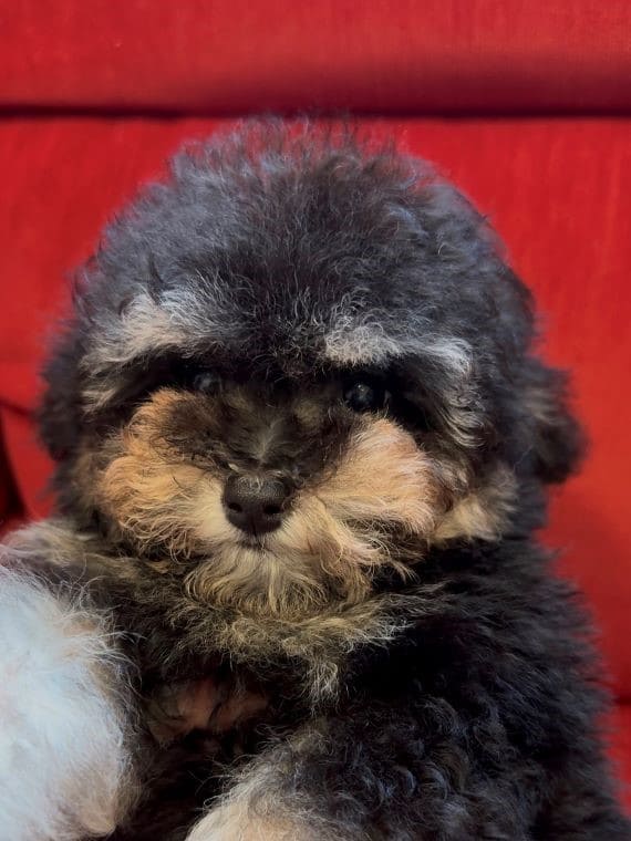 Caniche Diminuto C