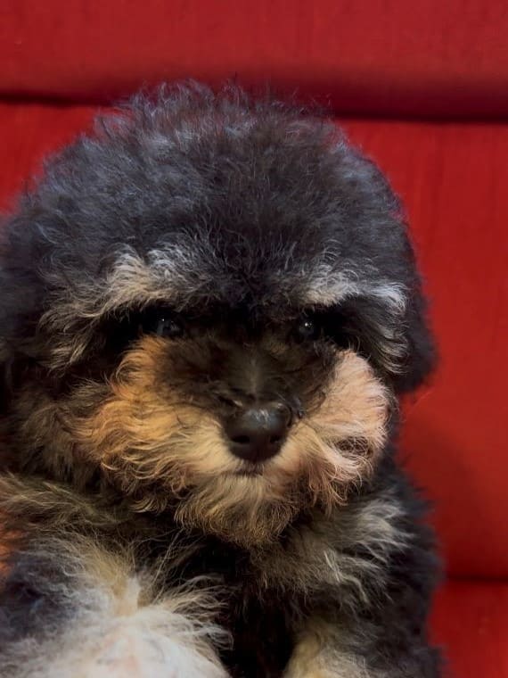 Caniche Diminuto D