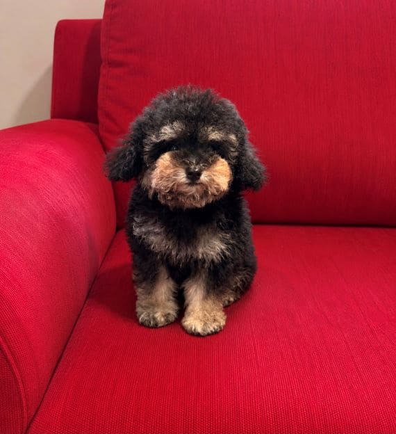 Caniche Diminuto E