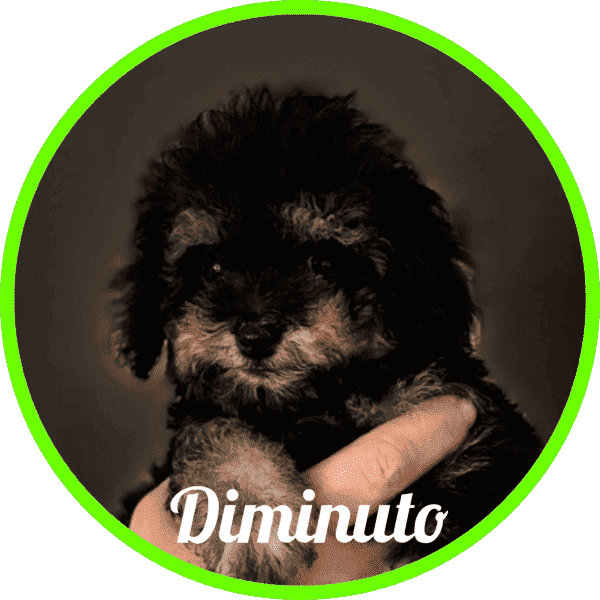 Caniche Diminuto