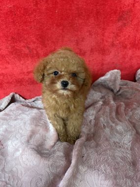 Caniche_Guindilla_C