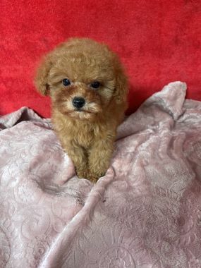 Caniche_Guindilla_D