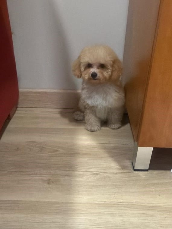 Caniche Lady E