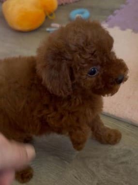 Caniche_Penny_A