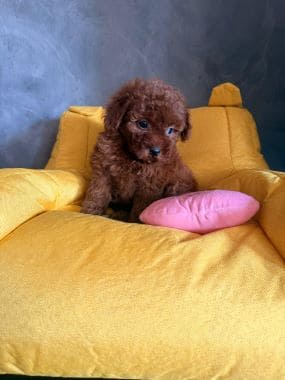 Caniche_Penny_C