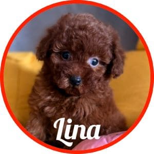 Caniche_Lina