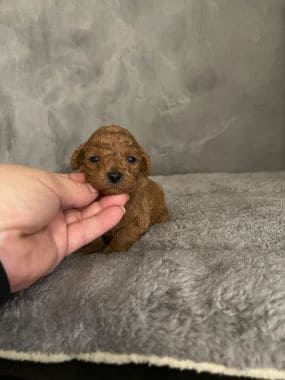 Caniche_Locomotoro_A