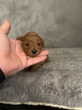 Caniche_Locomotoro_B