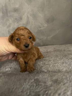 Caniche_Locomotoro_C