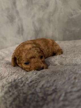 Caniche_Locomotoro_E