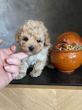 Caniche_Lolo_A
