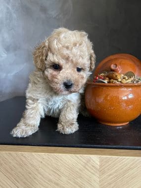 Caniche_Lolo_B