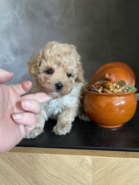 Caniche_Lolo_D