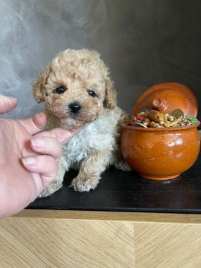 Caniche_Lolo_E