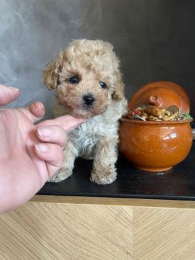 Caniche_Lolo_F